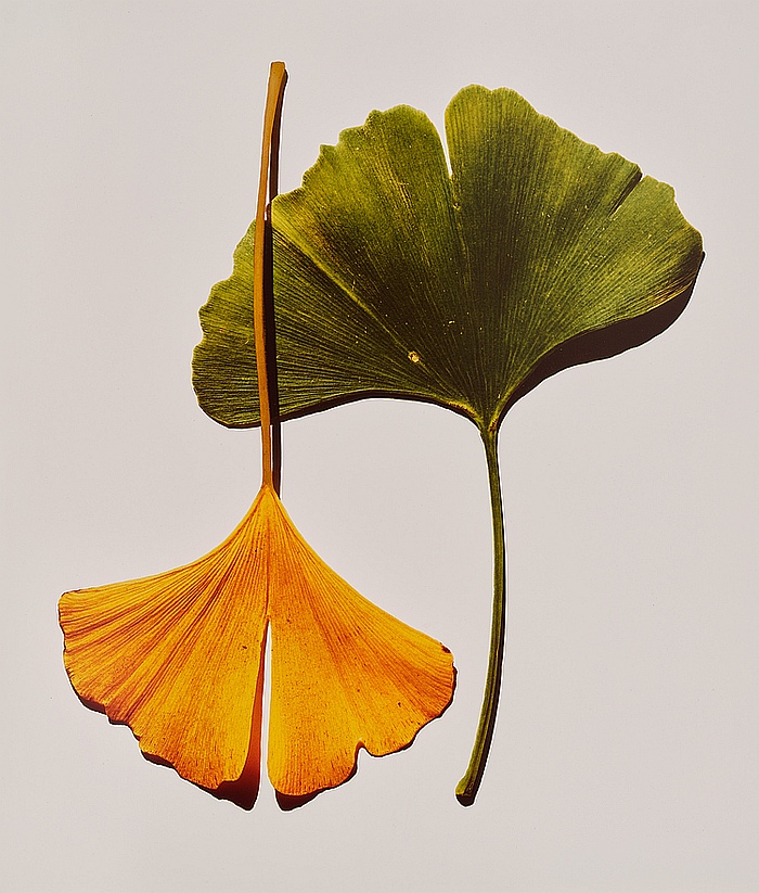 Irving Penn teuerste Fotografie Gingko