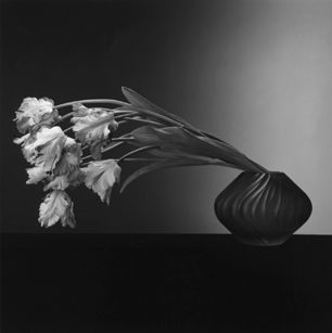 Mapplethorpe - Parrot Tulips