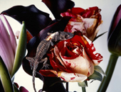 Nobuyoshi Araki - Flowers and More Ausstellung Hamburg