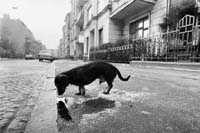 MICHAEL RUETZ "THE FAMILY OF DOG - la condition canine"