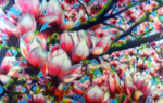 SPRING in den FR�HLING