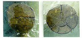 HOLZSCHNITT - Fotografien von Iris vom Stein