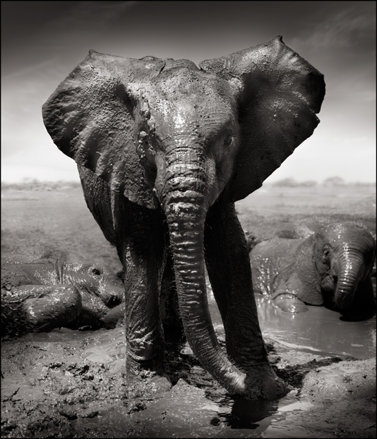 �Hasselblad Master Works 2012�