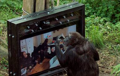 Nonhuman Subjectivities. On Animals. Cognition, Senses, Play 