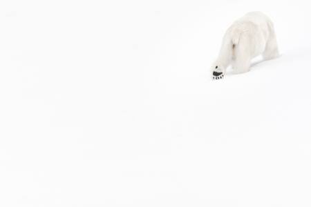 Vincent Munier - Im Eisigen Weiss