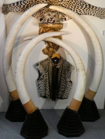 Elfenbeinstozhne - Leopard Trophe - Militaria u.v.a.  Auktion Guetersloh
