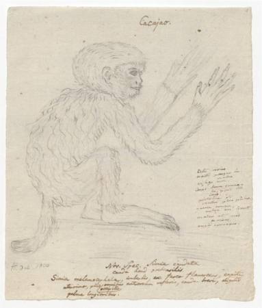 Das zeichnerische Werk - Alexander von Humboldt Buchprsentation Ausstellung Berlin