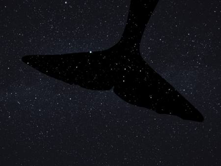 Wu Tsang: Of Whales Ausstellung Berlin