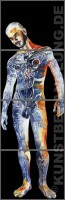 The Male Figure 2