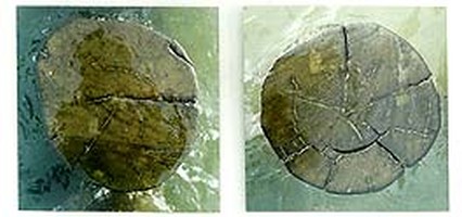 HOLZSCHNITT - Fotografien von Iris vom Stein