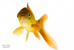 Heinz - Der Goldfisch | Fotografien von Ralf Wehrle und Uwe Frank