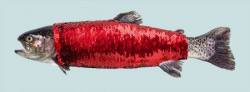 warum schwimmen fische nackt?