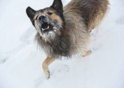 Alexander Paul Englert / Traumdiebst�hle