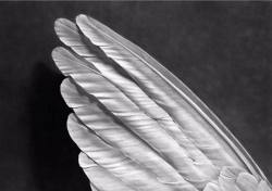 Robert Longo Angels Wing