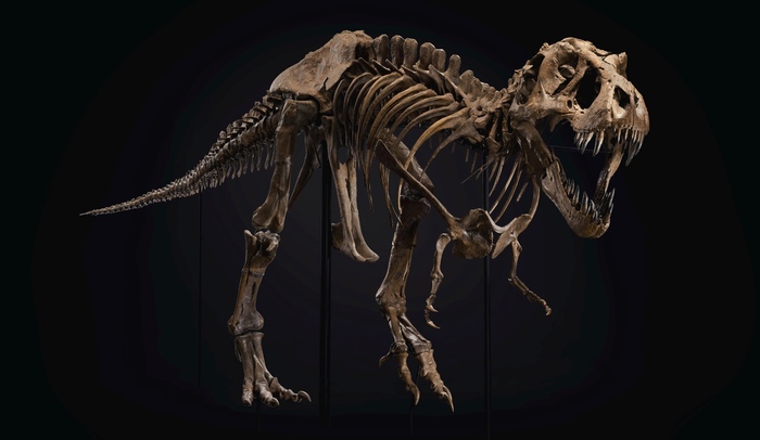 T. Rex Skelett erzielt 31,8 Millionen Dollar auf einer Auktion