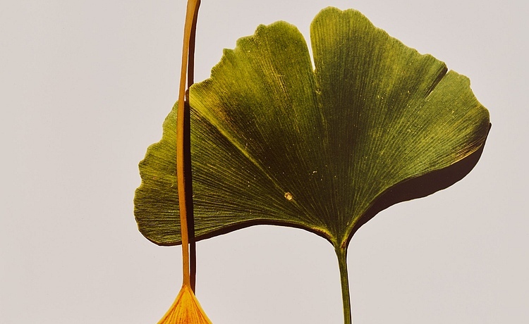 Irving Penn Rekordpreis und seine teuersten Fotos